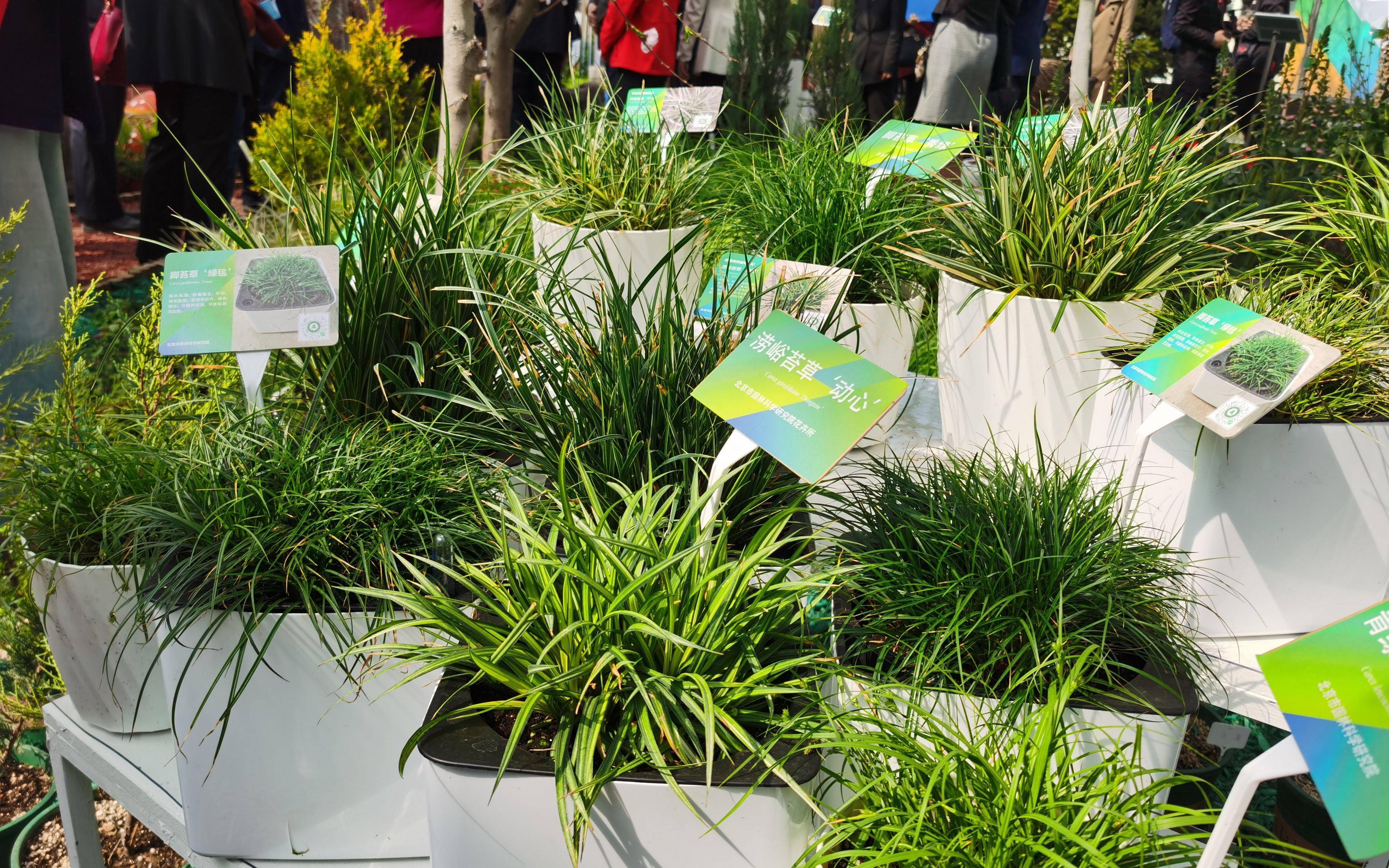 北京园林科研院将发布“北京林木种苗可视化数据管理平台”