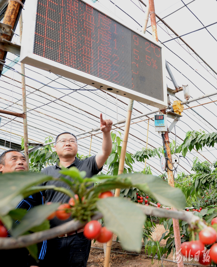 2021年5月9日，河北省秦皇岛市海港区樱萃园樱桃种植基地技术人员在观看物联网智能控制系统数据。河北日报记者杜柏桦摄