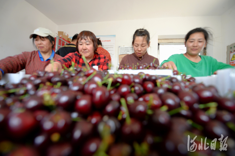2021年5月9日，河北省秦皇岛市海港区樱萃园樱桃种植基地员工在精选樱桃。河北日报记者杜柏桦摄